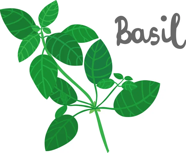 Basilikum — Stockvektor