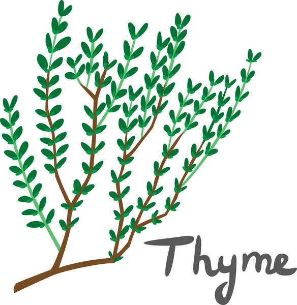 Thym — Image vectorielle