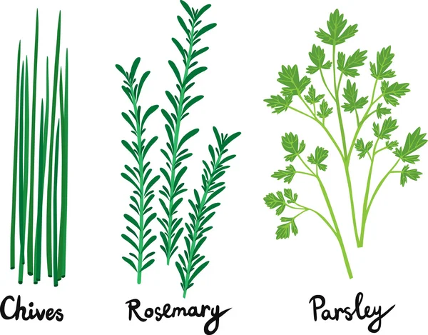 Fresh Herbs Set with Names — Stock Vector
