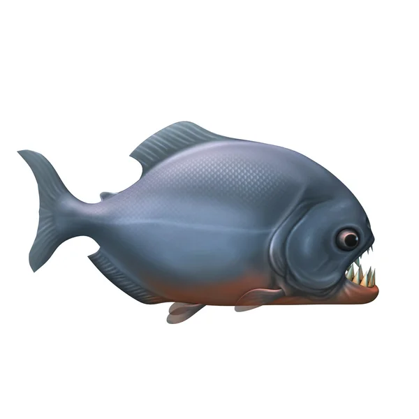 Piranha-Fisch — Stockfoto