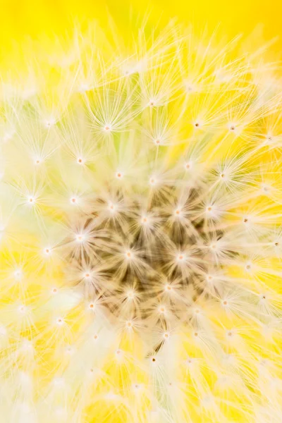 Karahindiba çiçeği