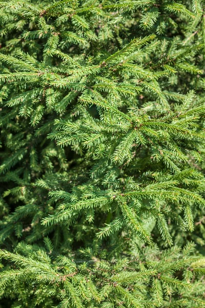 Fir-tree's branches — Stock Photo, Image