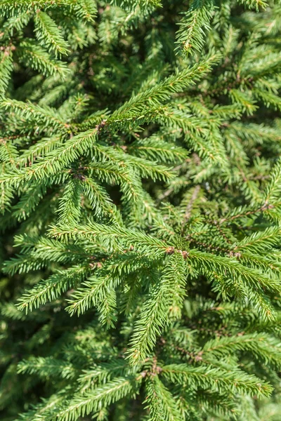 De FIR-boomtakken — Stockfoto