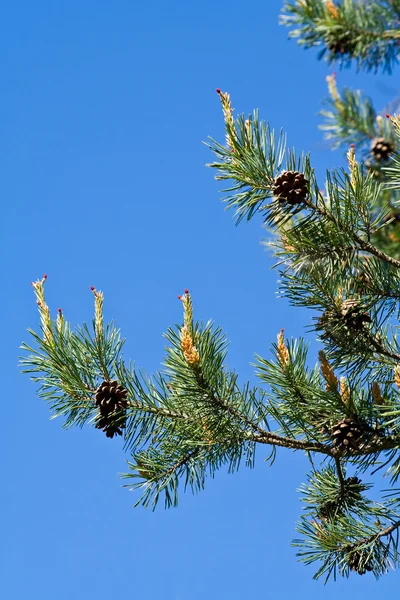 Κλάδους δέντρων πεύκων με κουκουνάρια — Φωτογραφία Αρχείου
