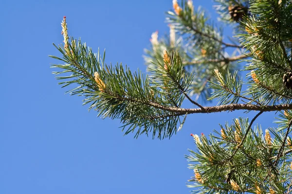 Pine tree branches with pine cones — Stock Photo, Image