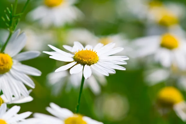 Many camomile flowers — Stock Photo, Image