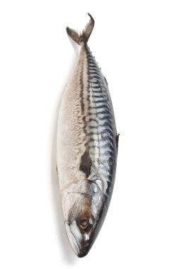 Raw mackerel clipart