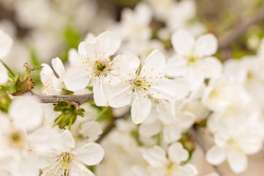 Bahar, kiraz çiçeklerinin beyaz çiçekleri