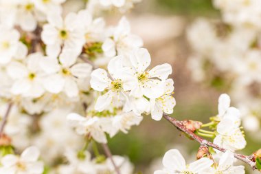 Bahar, kiraz çiçeklerinin beyaz çiçekleri
