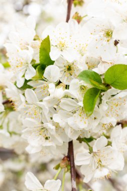 Bahar, kiraz çiçeklerinin beyaz çiçekleri, gürültü filtreli fotoğraf ve yumuşak odak
