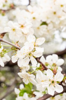Bahar, kiraz çiçeklerinin beyaz çiçekleri, gürültü filtreli fotoğraf ve yumuşak odak