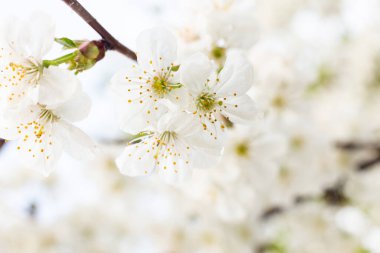 Bahar, kiraz çiçeklerinin beyaz çiçekleri, gürültü filtreli fotoğraf ve yumuşak odak