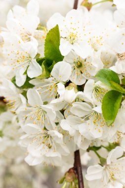 Bahar, kiraz çiçeklerinin beyaz çiçekleri, gürültü filtreli fotoğraf ve yumuşak odak