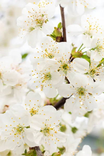Bahar, kiraz çiçeklerinin beyaz çiçekleri, gürültü filtreli fotoğraf ve yumuşak odak