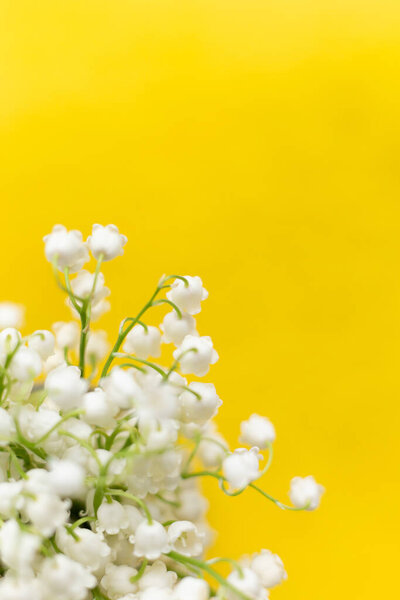 Весенние цветы, белые колокольчики на желтом фоне, мягкий фокус.