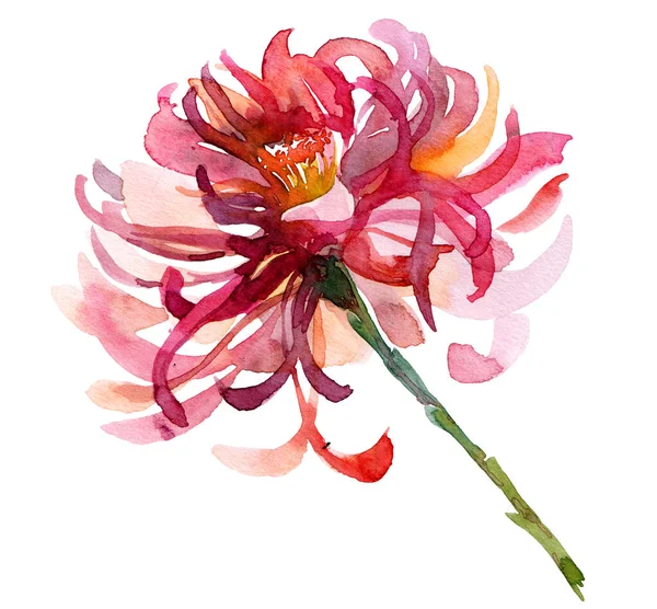 Акварельная Иллюстрация Хризантемы Розовый Цветок Стебле — стоковое фото