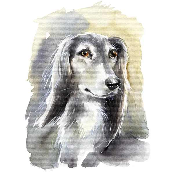 Suluboya Çizimi Tazı Köpeğinin Portresi Beyaz Arka Planda Çizimi — Stok fotoğraf