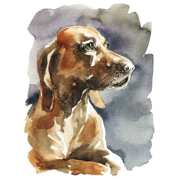 Suluboya çizimi - Kahverengi basset av köpeğinin portresi, beyaz arka planda el çizimi