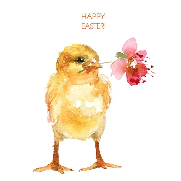 水彩画的可爱的小鸡 它的嘴上有花 愉快的东方贺卡设计 — 图库照片#