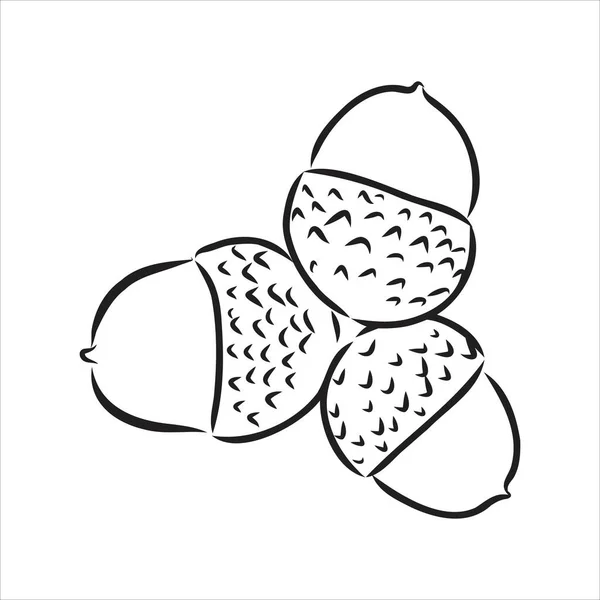 Векторный чернильный рисунок осенних желудей и листьев. подробная иллюстрация винтажного стиля — стоковый вектор