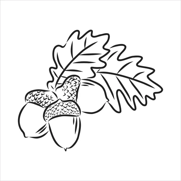 Vektorová kresba podzimních žaludy a listy inkoustem. detailní ukázka stylu vintage — Stockový vektor