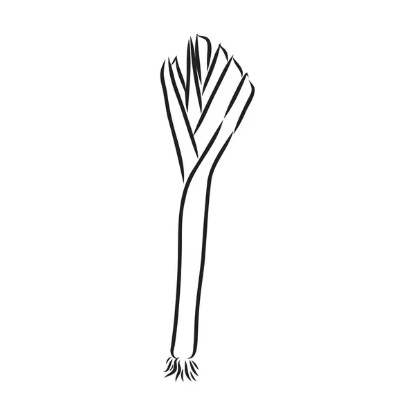 Pırasalı el çizimi vektör çizimi. Yalıtılmış sebze oymalı, dilimlenmiş parçalı bir nesne. Ayrıntılı vejetaryen yemek çizimi. Çiftlik pazarı ürünü. Menü, etiket, simge için harika — Stok Vektör