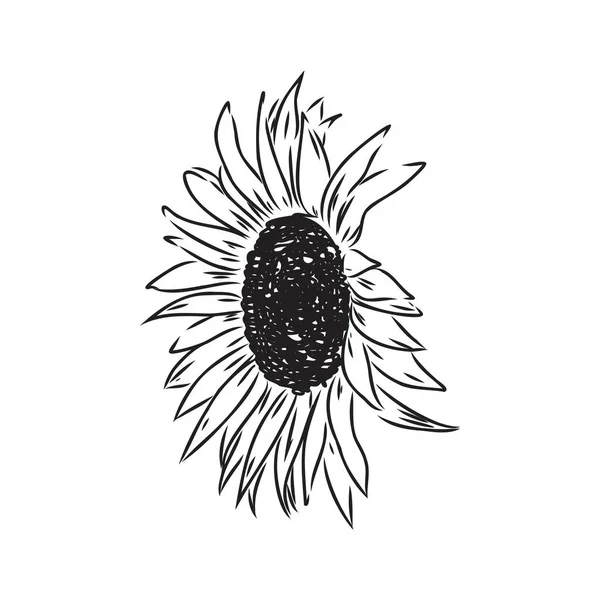 Słoneczniki Ręcznie rysowane szkice słoneczników. wektor słonecznika — Wektor stockowy