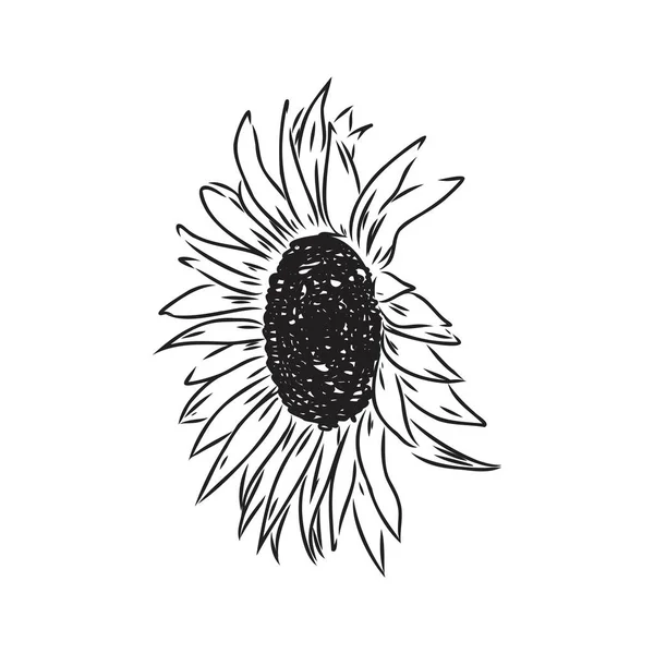 Tournesols Esquisses de tournesols dessinées à la main. vecteur tournesol — Image vectorielle