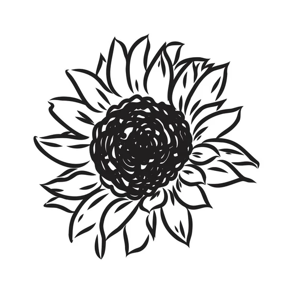 Slunečnice Ručně kreslené náčrty slunečnic. vektor slunečnice — Stockový vektor