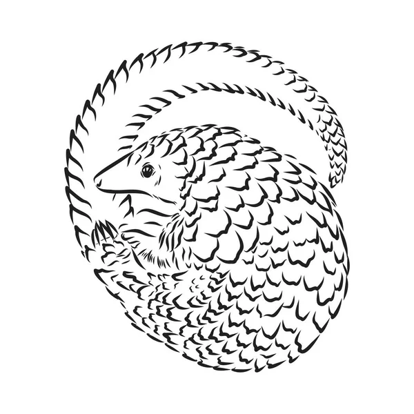 Illustration vectorielle. Croquis réaliste dessiné à la main de pangolin, isolé sur fond blanc — Image vectorielle