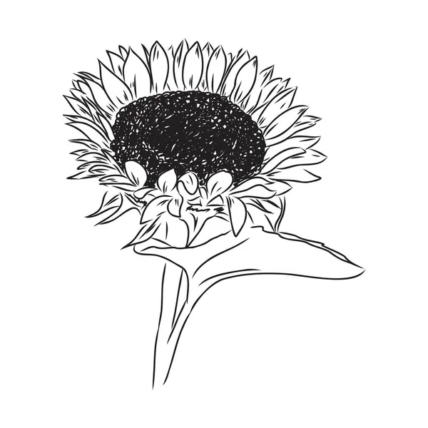 Tournesols Esquisses de tournesols dessinées à la main. vecteur tournesol — Image vectorielle