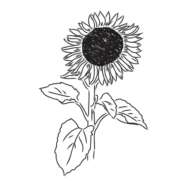 Slunečnice Ručně kreslené náčrty slunečnic. vektor slunečnice — Stockový vektor
