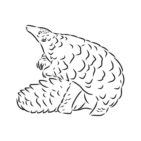 Illustration vectorielle. Croquis réaliste dessiné à la main de pangolin, isolé sur fond blanc — Image vectorielle