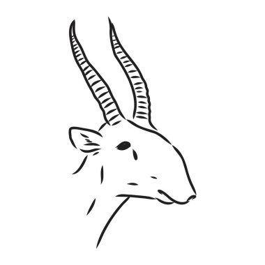 Beyaz arka planda vektör siluet saiga Saiga hayvan vektörü