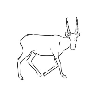 Beyaz arka planda vektör siluet saiga Saiga hayvan vektörü