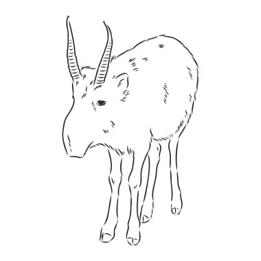Beyaz arka planda vektör siluet saiga Saiga hayvan vektörü