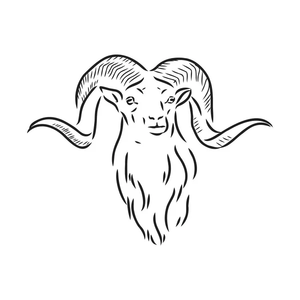 Große Ziegenhörner von hinten verschraubt, Skizzenvektorzeichnung im grafischen Stil auf weißem Hintergrund — Stockvektor