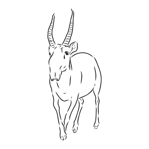 Silueta vectorial saiga sobre fondo blanco saiga animal vector — Archivo Imágenes Vectoriales