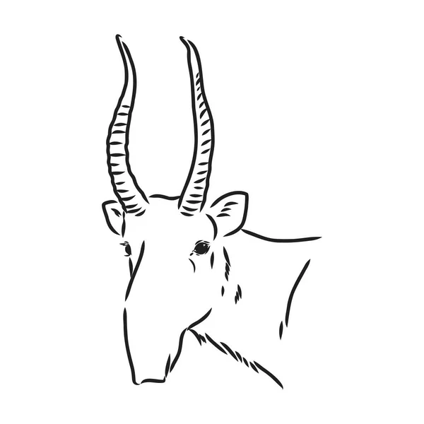 Vector silhouette saiga on white background saiga animal vector — Stock Vector