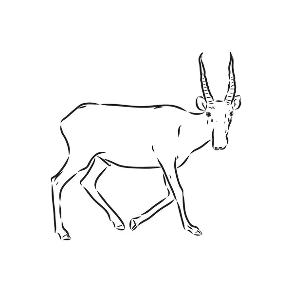 Silhouette vectorielle saiga sur fond blanc saiga animal vecteur — Image vectorielle