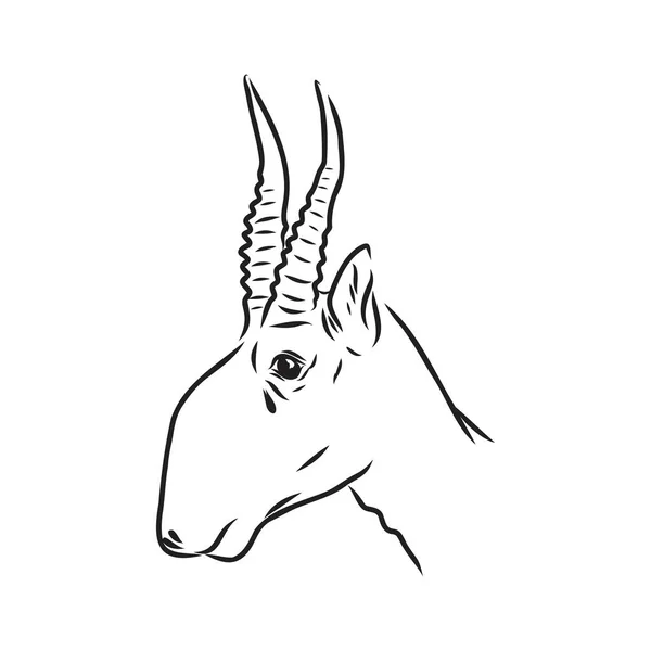 Silueta vectorial saiga sobre fondo blanco saiga animal vector — Archivo Imágenes Vectoriales