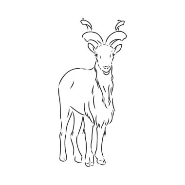 Büyük vida boynuzları ve kalın saçları olan bir keçinin kafası beyaz arkaplandaki tek renkli çizim vektör grafiklerine benziyor.