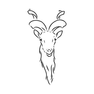 the head of a goat with large screw horns and thick hair looks straight full-face, sketch vector graphics monochrome illustration on a white background clipart