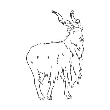Büyük vida boynuzları ve kalın saçları olan bir keçinin kafası beyaz arkaplandaki tek renkli çizim vektör grafiklerine benziyor.