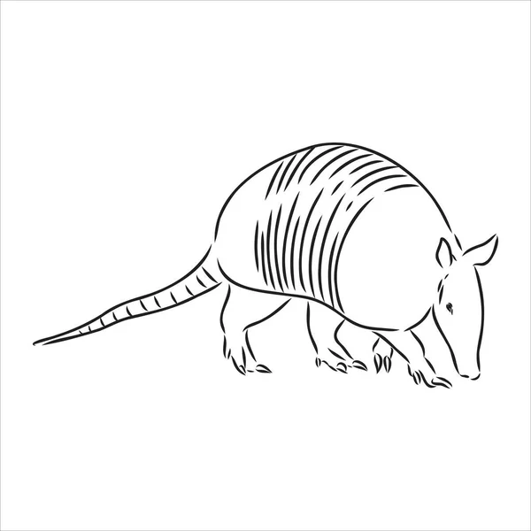 Armadillo cingulata djur skiss gravyr vektor illustration. T-shirt kläder tryck design. Skrapbrädesimitation. Svart och vit handritad bild. — Stock vektor