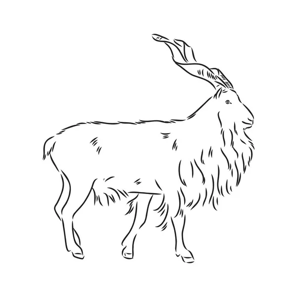 Het hoofd van een geit met grote schroefhoorns en dik haar ziet er recht in het gezicht, schets vector graphics monochroom illustratie op een witte achtergrond — Stockvector