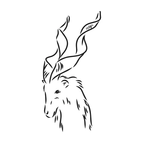 La cabeza de una cabra con cuernos de tornillo grandes y el pelo grueso se ve de cara completa recta, gráficos vectoriales de bocetos ilustración monocromática sobre un fondo blanco — Archivo Imágenes Vectoriales