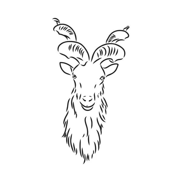 La tête d'une chèvre avec de grandes cornes à vis et des cheveux épais regarde droit plein visage, croquis graphiques vectoriels illustration monochrome sur un fond blanc — Image vectorielle