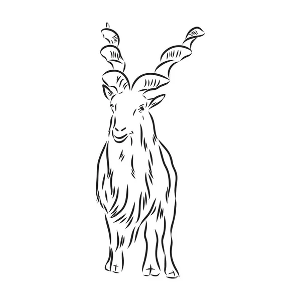 Der Kopf einer Ziege mit großen Schraubenhörnern und dickem Haar sieht gerade aus, Skizzenvektorgrafik monochrome Illustration auf weißem Hintergrund — Stockvektor