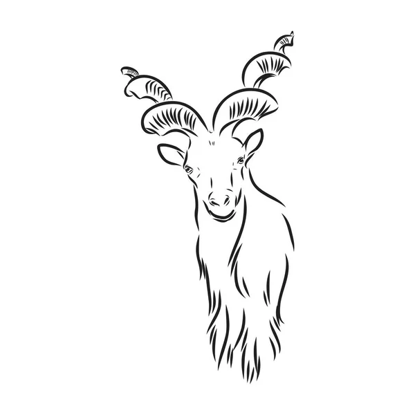 A cabeça de uma cabra com grandes chifres de parafuso e cabelos grossos parece reta full-face, esboço gráfico vetorial monocromático ilustração em um fundo branco —  Vetores de Stock
